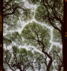 Thumbnail forBute Park